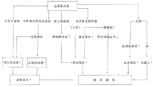 肾血管性高血压